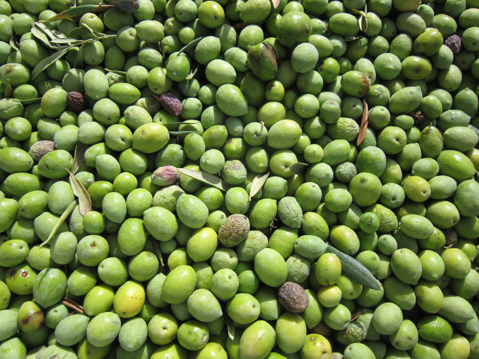 olives-1242976_1920